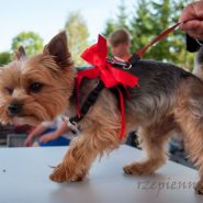 II Parada Yorków 15 sierpnia